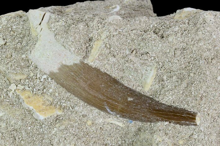 Fossil Plesiosaur (Zarafasaura) Tooth - Morocco #127419